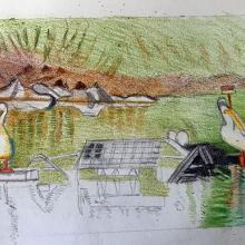 pelicans on the pond (teacher sketch)