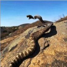 Carbonized Rattlesnake